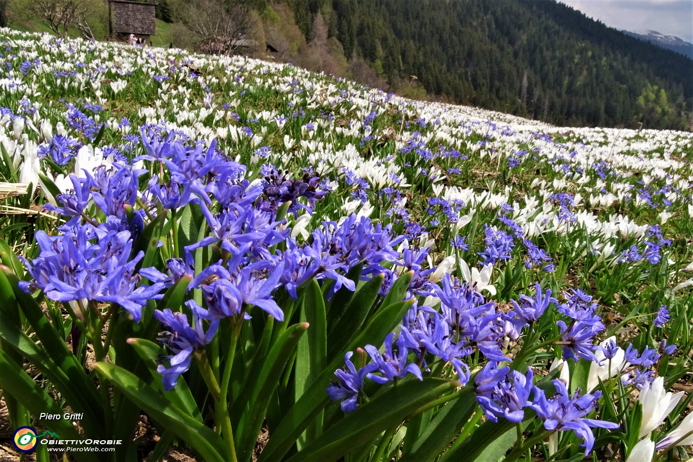 64 Distese di crocus bianchi e scilla bifolia azzurro-violetto.JPG